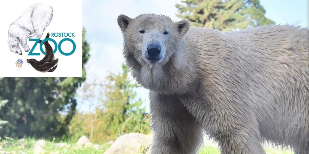 Der Jobbote Kassierer Innen M W D Zoologischer Garten Rostock Ggmbh